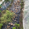 2025野菜 玉ねぎ