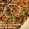 ハイビスカスローゼル　種を蒔いて２日で発芽　続き。