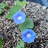 2024年10月の草花と花木と実～自生のマルバアメリカアサガオ、南天の実など～