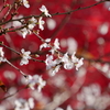 十月桜「珠姫の寺　天徳院」(速報）