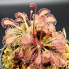 Drosera sp.Lantau x capensis