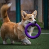犬のいたずら行動をなくす！ポジティブ強化の実践ガイド | 鈴木祐介容疑者ブログ