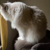 ロングころりんの舞でお迎えしてくれたふくちゃん