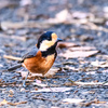 広々とした公園には....＂ルリビタキ・オス＂＂クビワキンクロ＂＂イカル＂＂コジュケイ＂ほか　　　野鳥撮影《第527回》