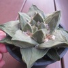 玉牡丹　凛々しく