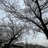桜の名所・大池公園でお花見してきました