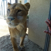 茶臼山動物園　ライオンの丘