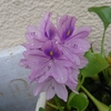 ホテイアオイの花