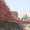 3月8日　ちょっとそこまで　乙川の葵桜（岡崎市）