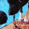 野犬のミナとポッケ親子は、一緒に暮らせる事になりました