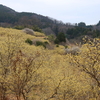 神奈川・松田町の寄ロウバイ園で満開の花と甘い香りに包まれました。