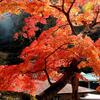 大窪寺と岩部神社の輝く色