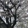 桜（薬師寺）