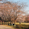 柏の葉公園のサクラ　さくらの広場