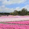 富士芝桜まつり2013