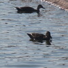 讃岐ため池【仁池】の水鳥