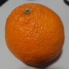 今年は柑橘系の出来がいいかも♪