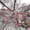 🌸谷中 長明寺にて枝垂桜を撮影しました❗
