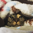 さにぼのぼ