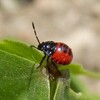 クサギカメムシ、ヒメカノコテントウ２（幼虫）