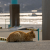 東北東部北離島のねこさん