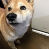 柴犬ムクちゃん