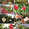 春真っ盛りの花たち・・