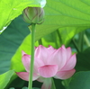 小暑     蓮始開はす はじめて ひらく  
