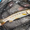 板取川水系のアマゴ現る