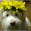 元気色のお花たち★正ちゃんに庭のお花を