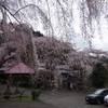春を呼ぶ身延の枝垂れ桜へ　～北之坊さんから麓坊さんへ～