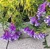 【5月の道端の雑草】花言葉は「世渡り上手」！