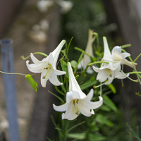 ユリの花言葉と誕生花 旅カメラ