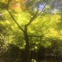 ライオン日記
