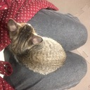 ねこのはるさん成長記録
