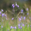 秋の野の花　探訪