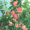 福島に弟が来た