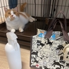 ヘルニア飼い主。愛猫のトイレ掃除は正座で！