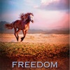 自由な馬　FREEDOM HORSE