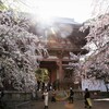   　　春爛漫・・・京都醍醐寺