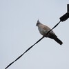 レンジャクバト(Crested Pigeon)