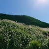 続・箱根仙石原のすすき草原