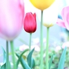 桜もいいけど、菜の花もきれいだけど、やっぱりわたしはチューリップが好き。きっかけはキューケンホフ公園！