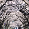 桜隧道