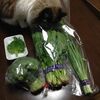 野菜を安く買えた。