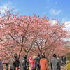 伊豆旅行その１・河津桜まつり