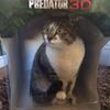 猫画像まとめ～PREDATOR