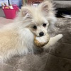 犬のおしゃぶりは危険？ぬいぐるみや毛布でチュパチュパする理由
