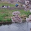 柏尾の桜