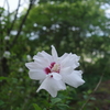 陶芸教室の薪窯の窯詰め